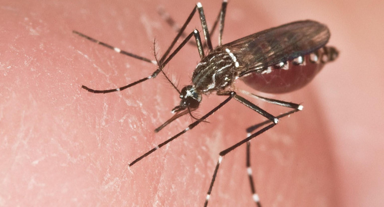 Hembra adulta de un Aedes aegypti, el mosquito transmisor de la fiebre amarilla. Foto: EFE.