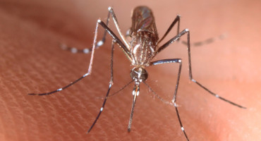 Hembra adulta de un Aedes aegypti, el mosquito transmisor de la fiebre amarilla. Foto: EFE.