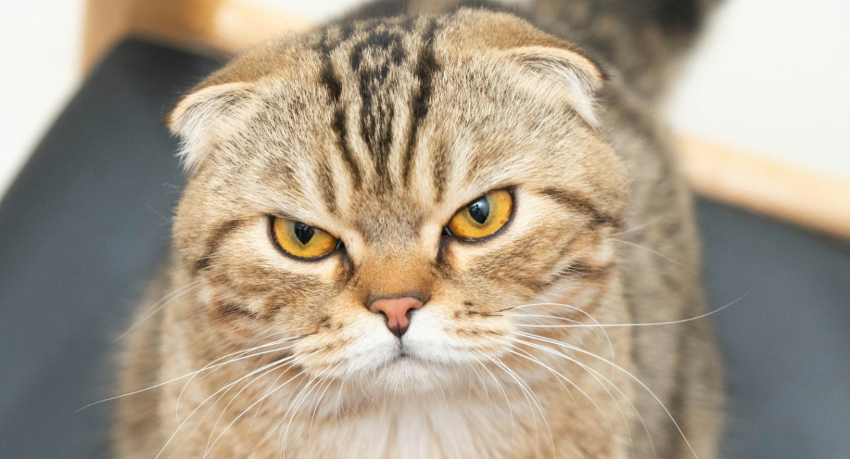 Gato Scottish Fold. Foto: Unsplash