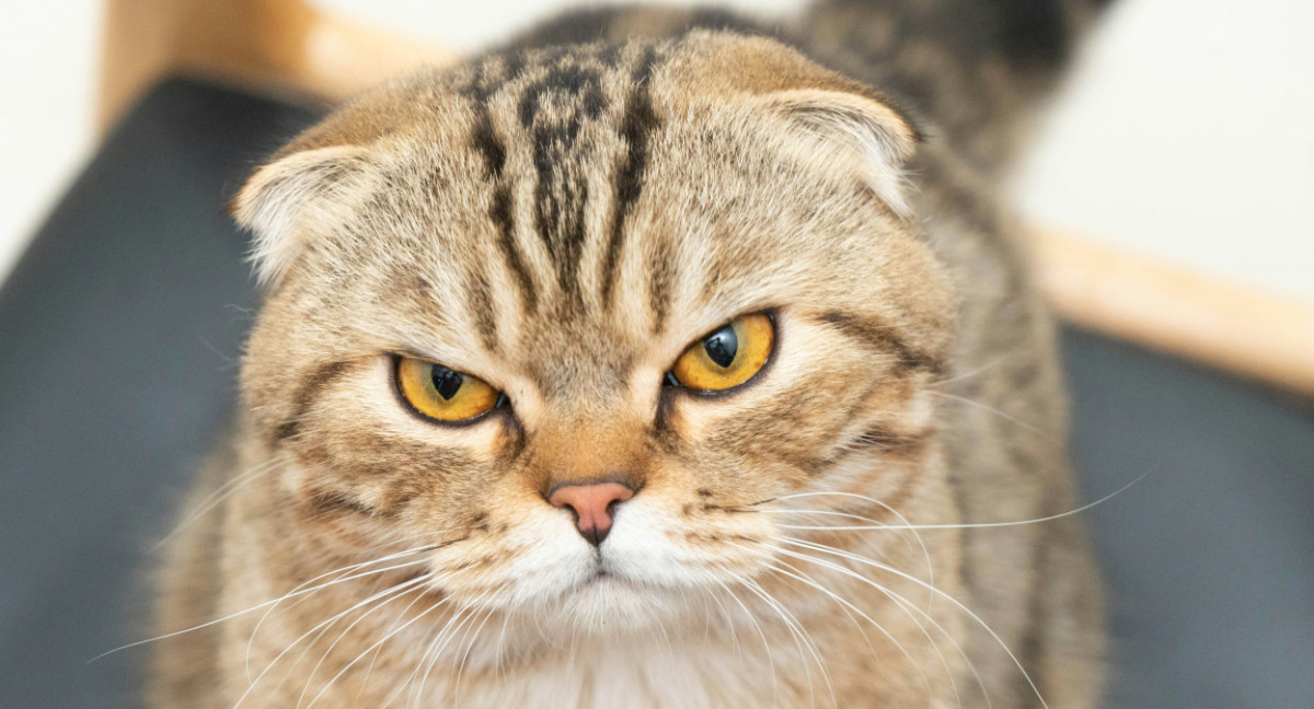 Gato Scottish Fold. Foto: Unsplash