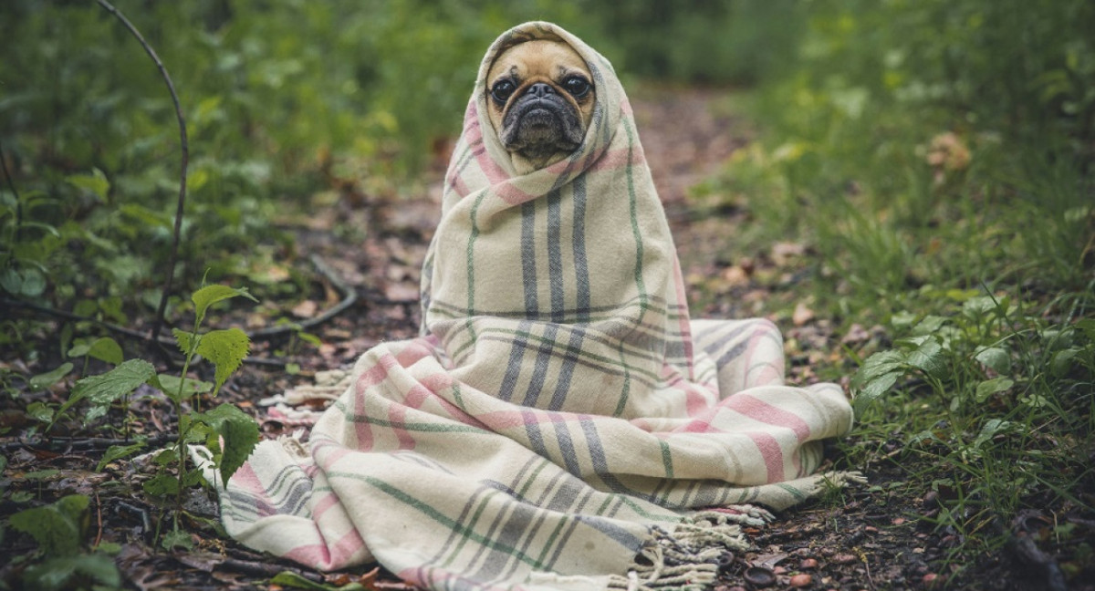 Perros, mascotas. Foto: Unsplash.