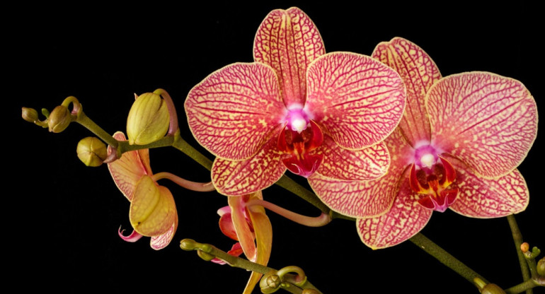 Orquídeas, plantas. Foto: Unsplash.