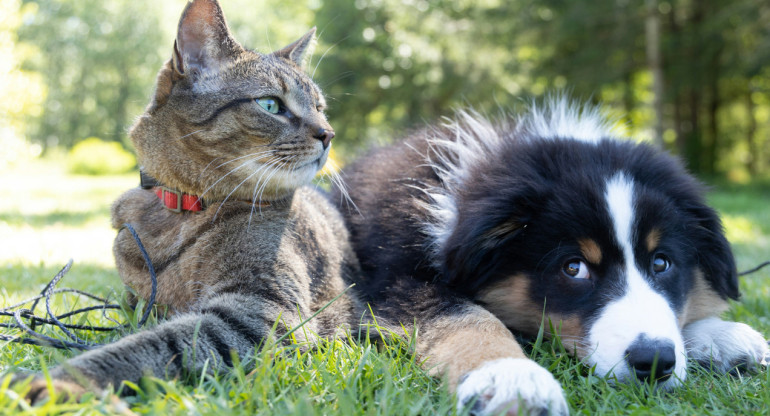 Perros y gatos. Foto: Unsplash