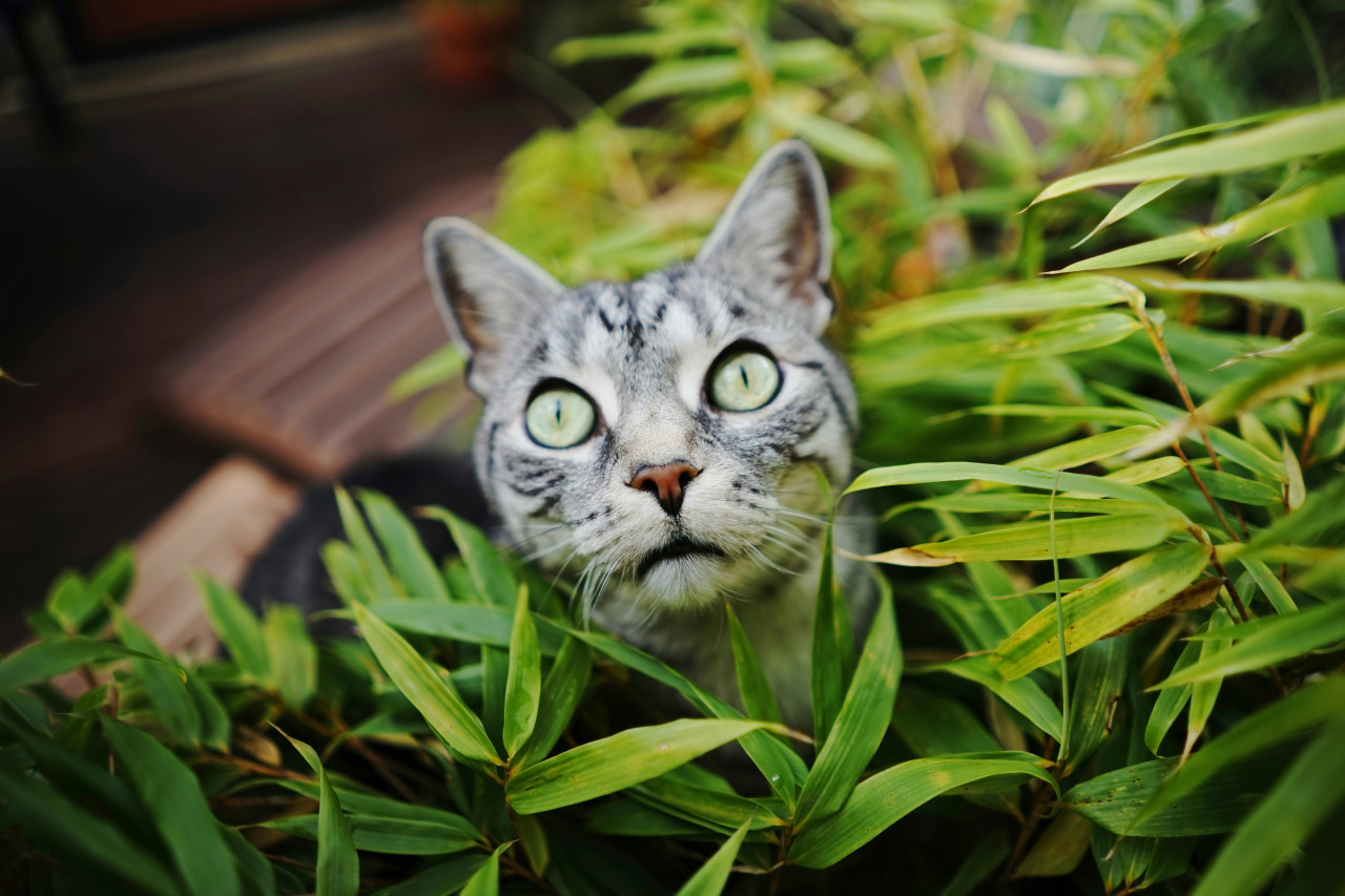 Gatos y plantas. Foto: Unsplash.