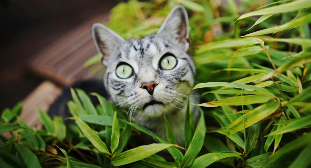 Gatos y plantas. Foto: Unsplash.