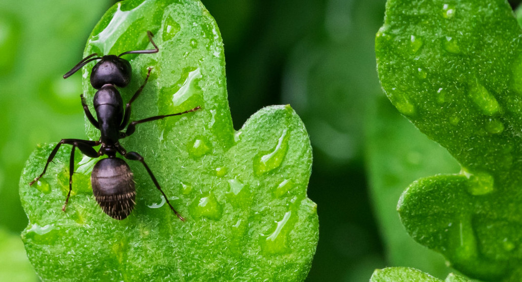 Hormiga. Foto: Unsplash