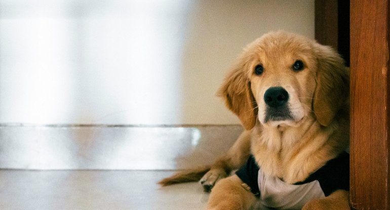 Perro; mascota. Foto: Unsplash.