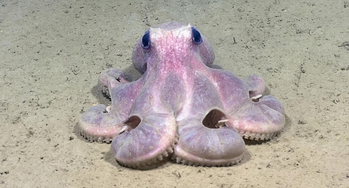 Pulpo de aguas profundas (Graneledone verrucosa), en el Cañón del Hudson. Foto: EFE.