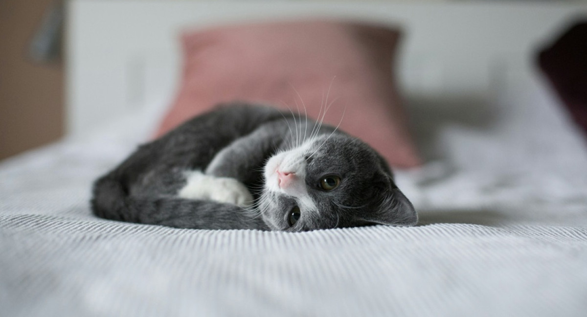 Gato, mascotas. Foto: Unsplash.