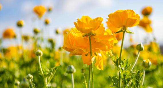 Flores amarillas. Foto: Unsplash