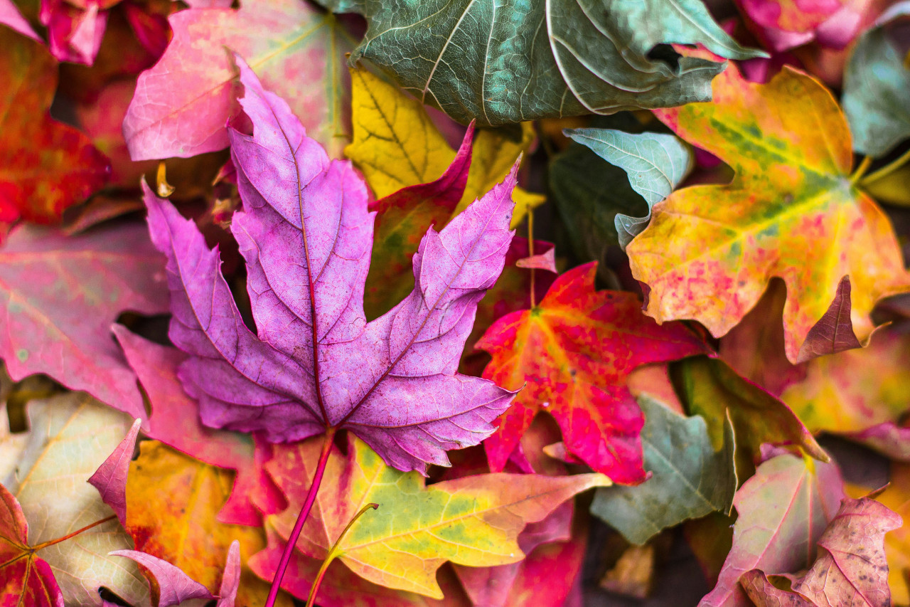 Otoño. Foto: Unsplash.