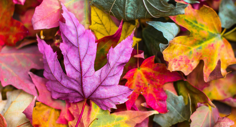 Otoño. Foto: Unsplash.