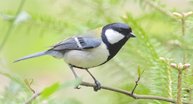 Herrerillo japonés. Foto: Unsplash.