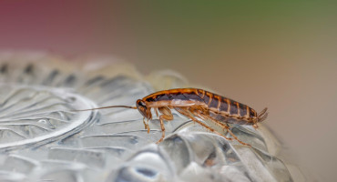 Cucarachas, insectos. Foto Unsplash.