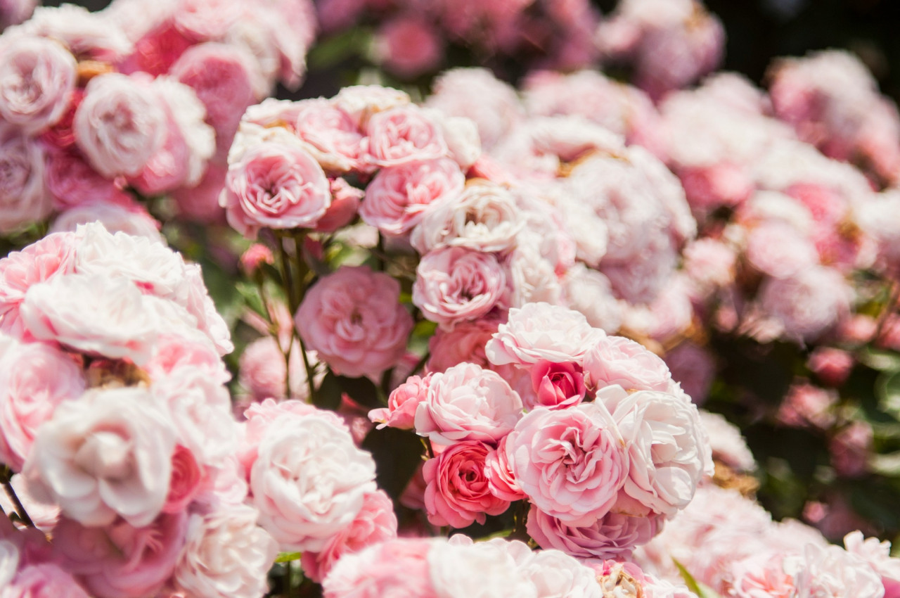 Rosas, plantas, jardin. Foto Unsplash.