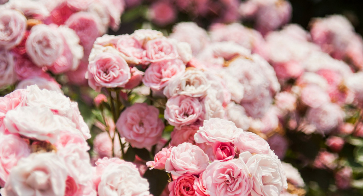 Rosas, plantas, jardin. Foto Unsplash.