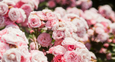 Rosas, plantas, jardin. Foto Unsplash.