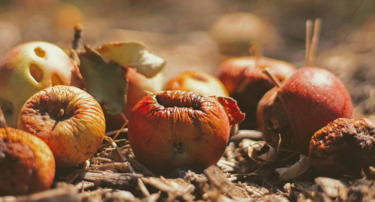 Desperdicio alimentario. Foto: Unsplash.