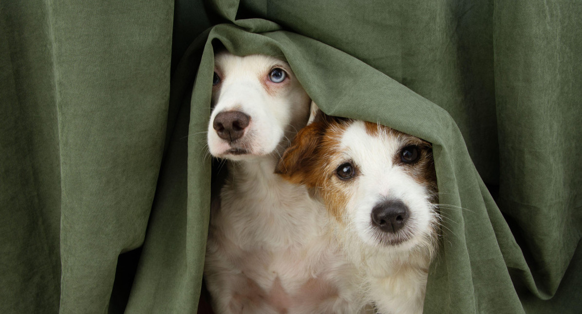 Perros, mascotas. Foto: Reuters, Alamy