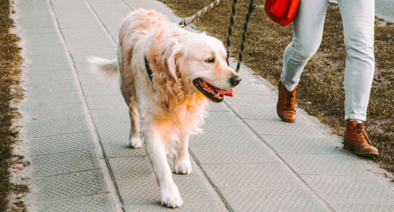 Pasear al perro. Foto: Unsplash.