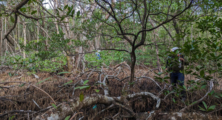 Humedales de Panamá. Foto: EFE