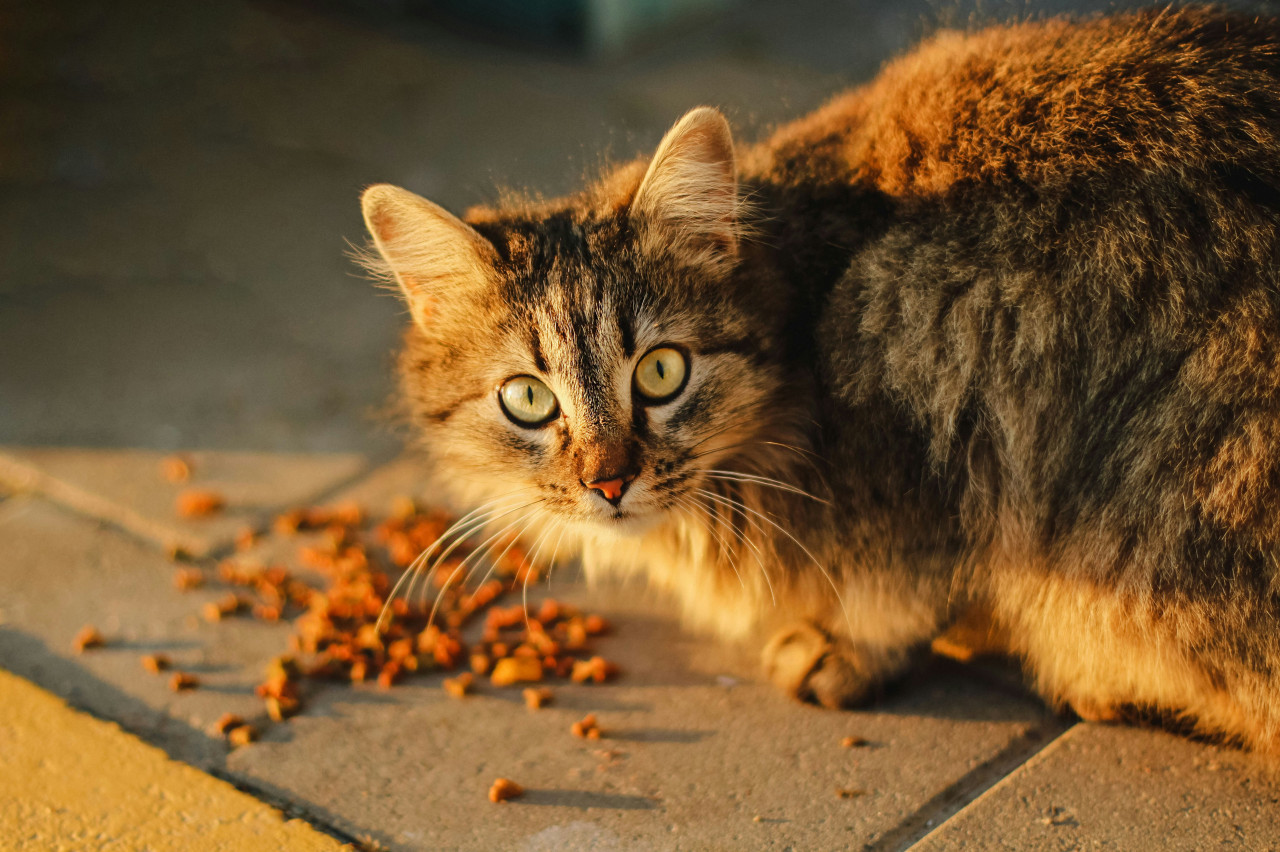 Gato, mascota, animal. Foto: Unsplash