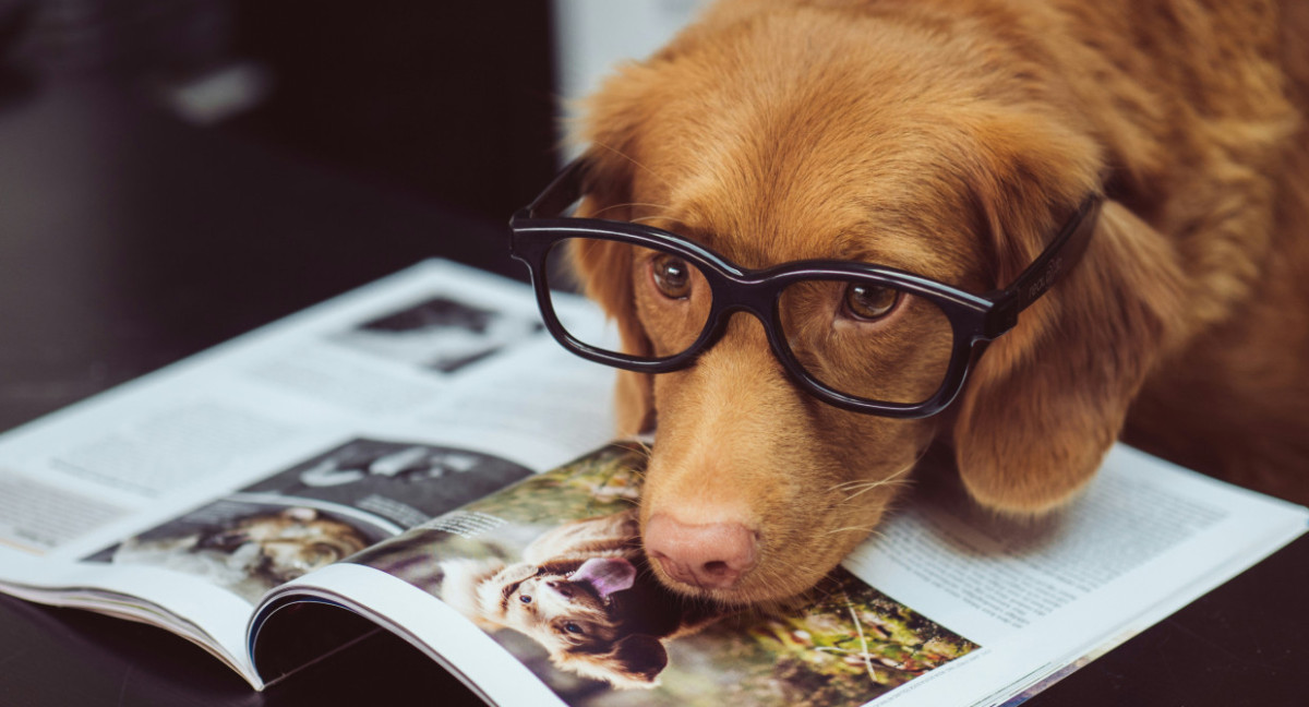 Perro. Foto: Unsplash