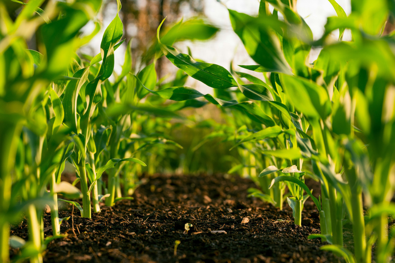 Campo, cultivo, plantas. Foto: Unsplash