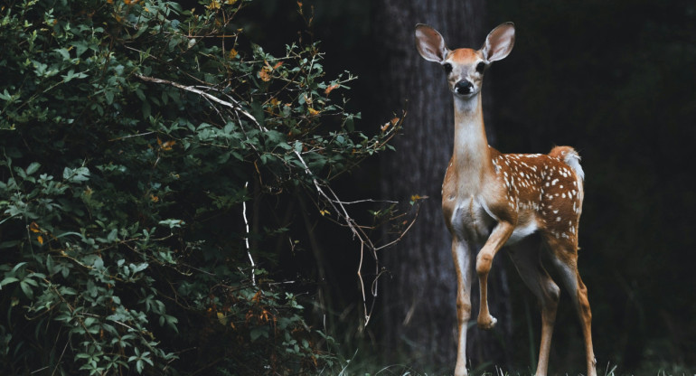 Animales silvestres. Foto: Unsplash.