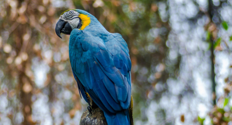 Guacamayo. Foto: Unsplash.