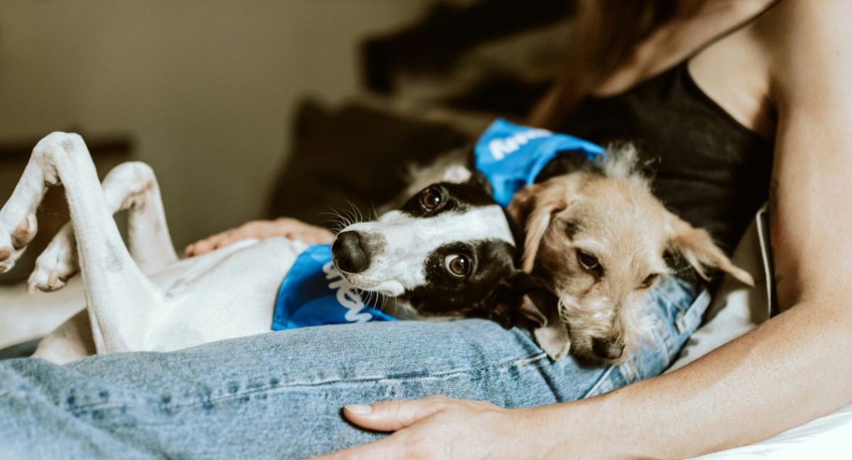 Perros, animales, mascotas. Foto: Unsplash