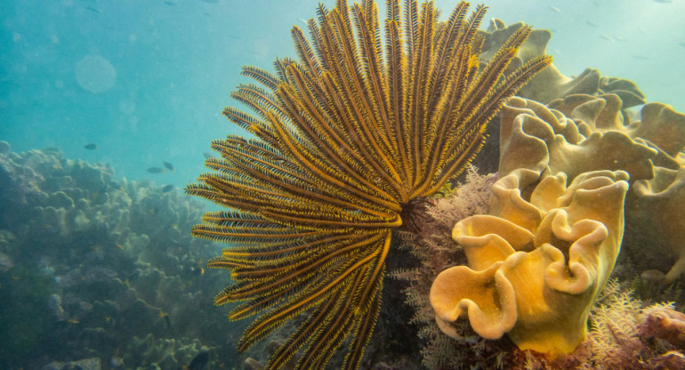 La Gran Barrera de Coral. Foto: Unsplash