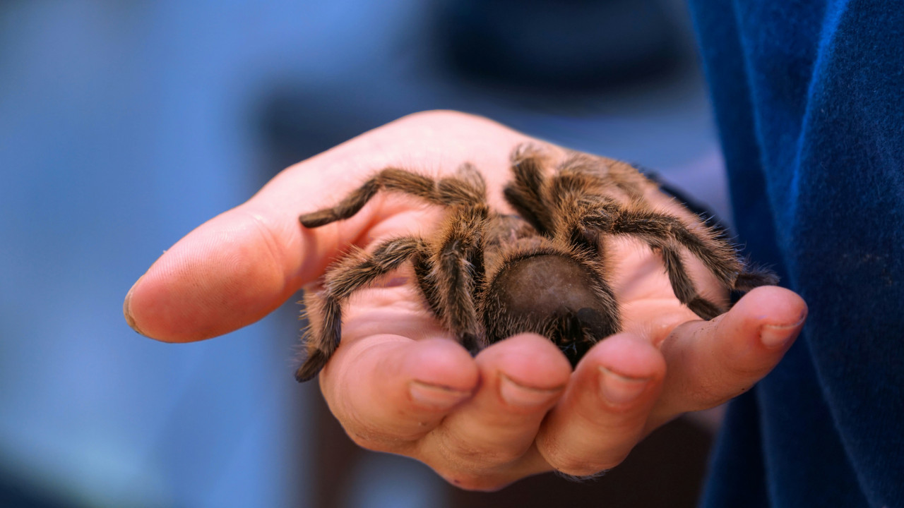 Tarántula. Foto: Unsplash