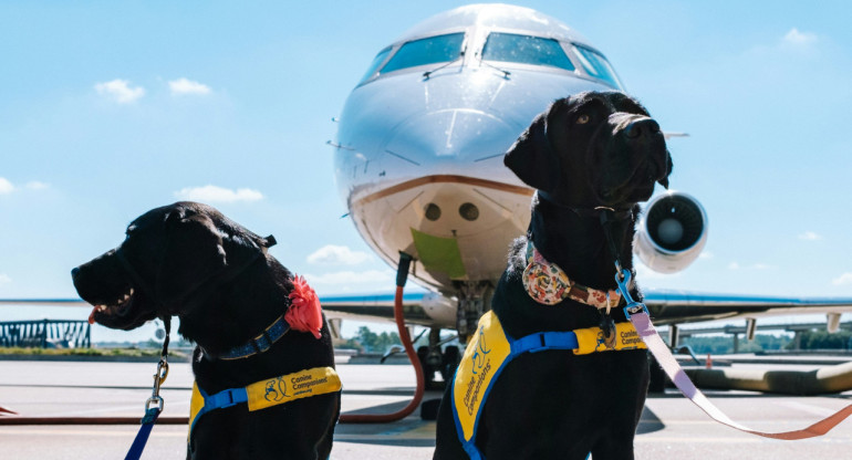 Viajar con perros. Foto: Unsplash