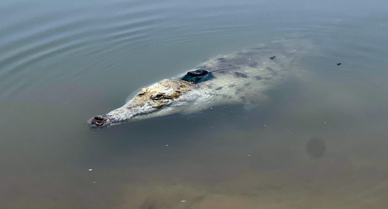 Devuelven a 11 cocodrilos del Orinoco a su hábitat natural en el este de Colombia. Foto EFE.