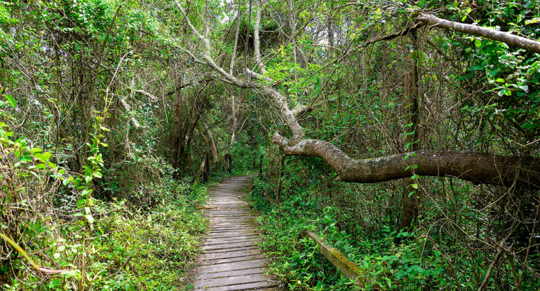 Reserva Natual Punta Lara. Foto: Provincia de Buenos Aires.