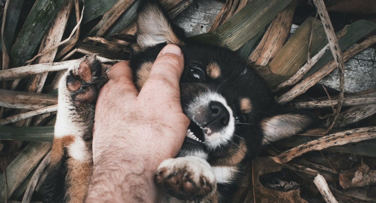 Perros, mascotas. Foto: Unsplash.