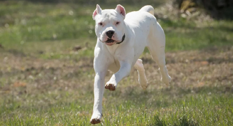 Dogo argentino. Foto: NA.