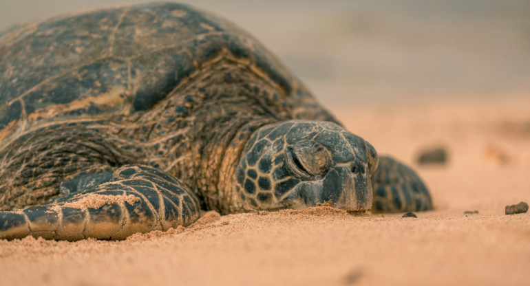 Tortuga marina. Foto: Unsplash