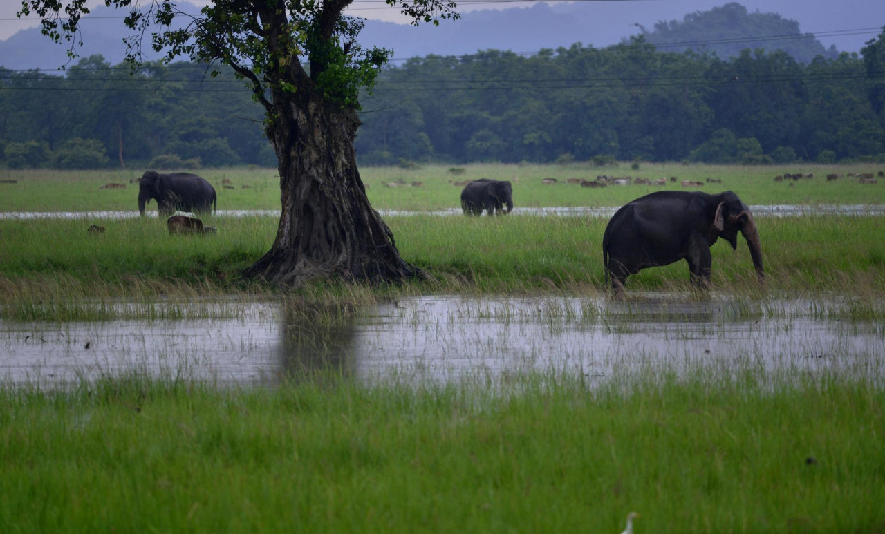 Elefantes en India. Foto: EFE.