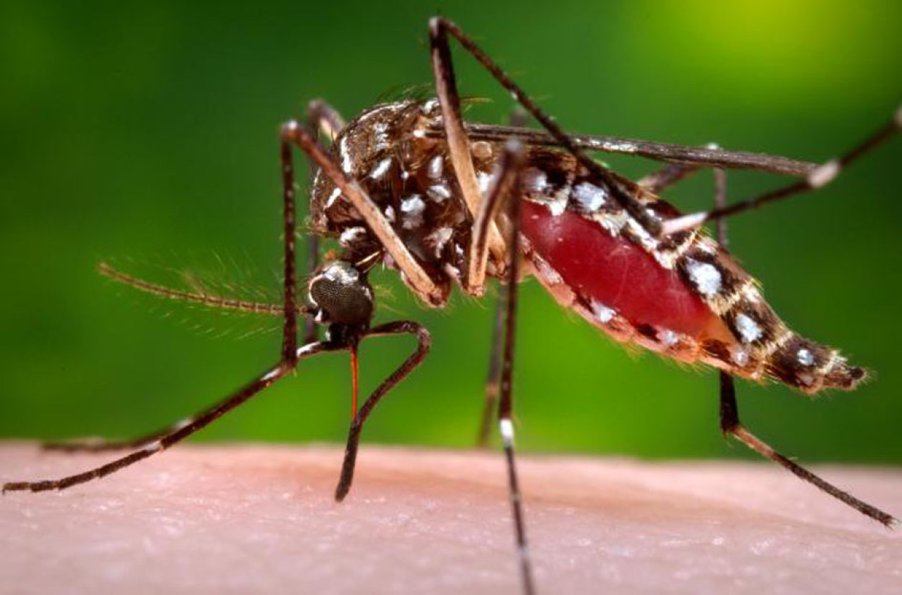 Aedes aegypti, transmite el dengue y la fiebre chikungunya. Foto: NA.