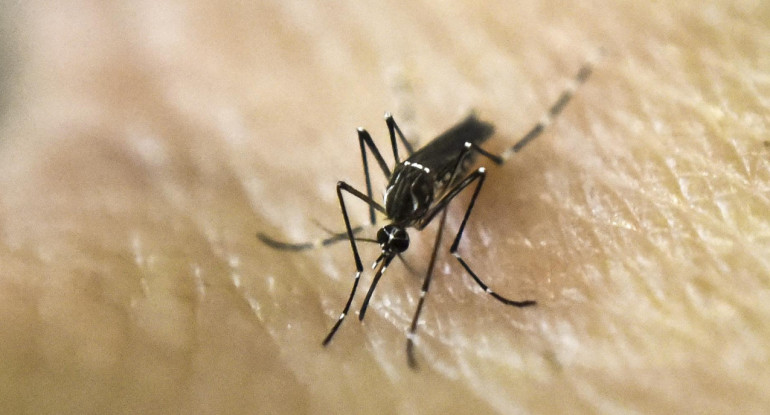 Aedes aegypti, transmite el dengue y la fiebre chikungunya. Foto: NA.