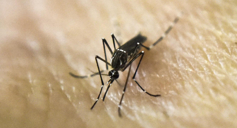 Aedes aegypti, transmite el dengue y la fiebre chikungunya. Foto: NA.