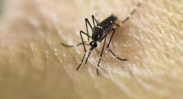 Aedes aegypti, transmite el dengue y la fiebre chikungunya. Foto: NA.