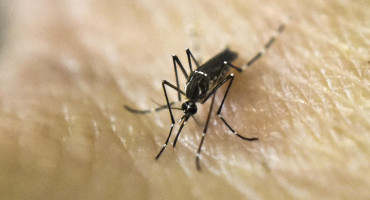 Aedes aegypti, transmite el dengue y la fiebre chikungunya. Foto: NA.