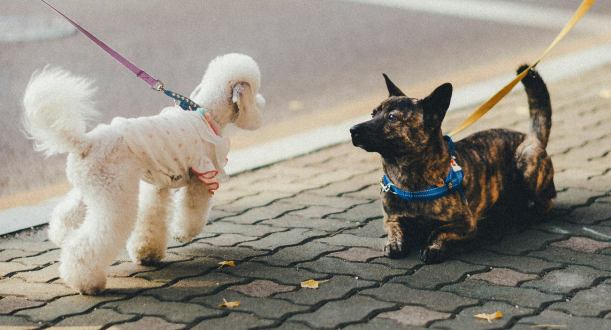 Perros. Foto: Unsplash