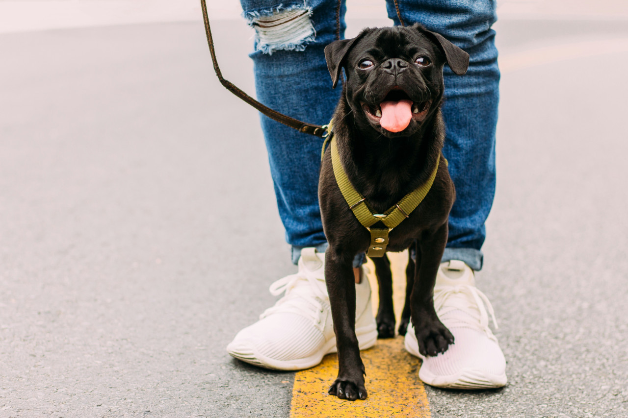 Perros. Foto: Unsplash