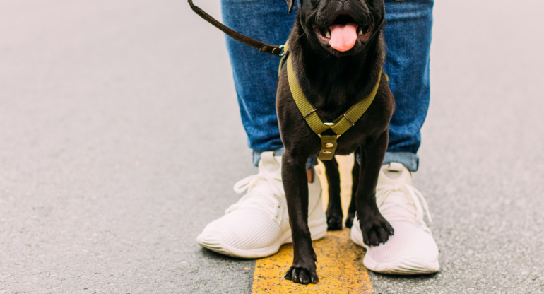 Perros. Foto: Unsplash