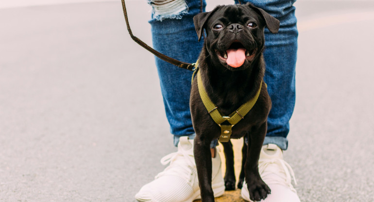 Perros. Foto: Unsplash