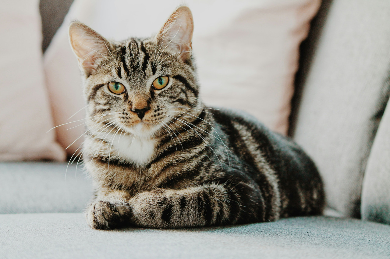 Gato. Foto: Unsplash